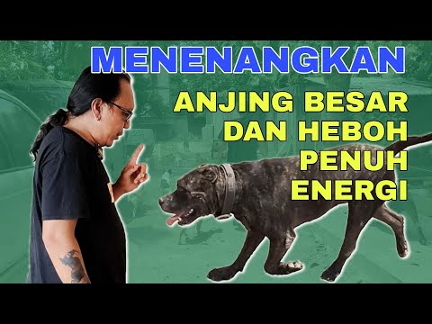 Video: Cara Menenangkan Anjing Hiper Anda