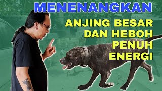 Menenangkan Anjing Yang Heboh Dan Tenaga Berlimpah? Begini Caranya