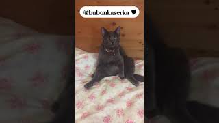 Смешная поза кошки ‍⬛ Кошка смешно сидит/ Funny cat