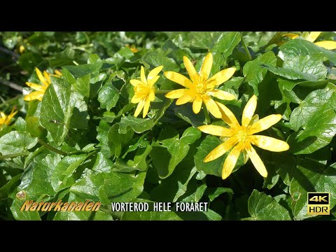 Video: Hyacint (73 Bilder): Plante En Blomst Og Ta Vare På Den. Er Det En årlig Eller Flerårig? Hvordan Dyrke Hyasint Hjemme Fra En Pære?