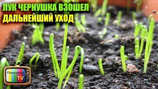 ЛУК ЧЕРНУШКА ВЗОШЕЛ ДАЛЬНЕЙШИЙ УХОД