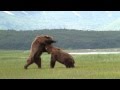 Battle Of The Giant Alaskan Grizzlies, grizzly vs grizzly, alaska