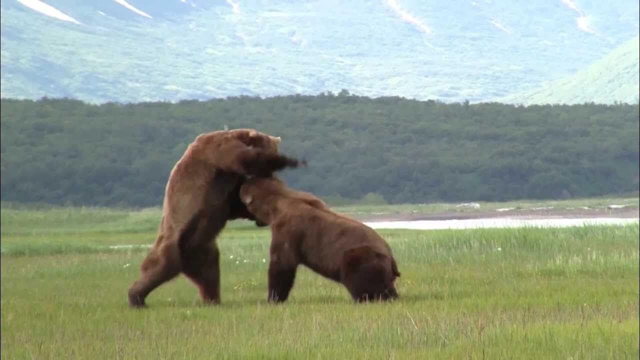 Битва медведей. Спаривание медведей. Медведи спариваются.