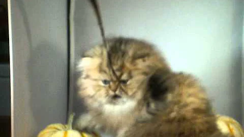 Watch the video about Babybrat shaded golden persian kitten