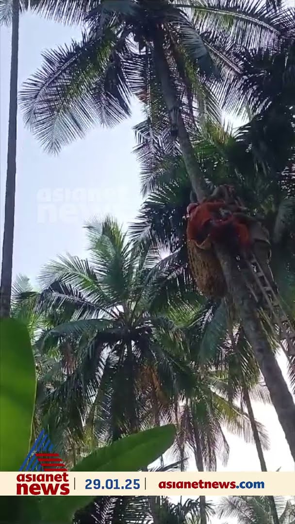 തെങ്ങിൽ തലകീഴായി തൂങ്ങി കിടന്ന തെങ്ങുകയറ്റ തൊഴിലാളിയെ അഗ്നിരക്ഷാ സേന രക്ഷപ്പെടുത്തി