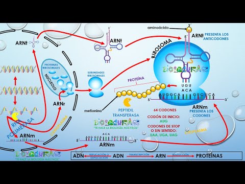 Video: ¿Qué es la replicación en el ARN?