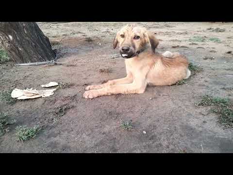 Dog Reviews Food