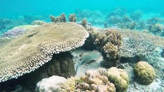 Kehidupan bawah laut