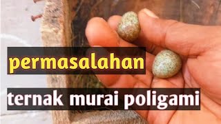 permasalahan ternak murai batu poligami murni