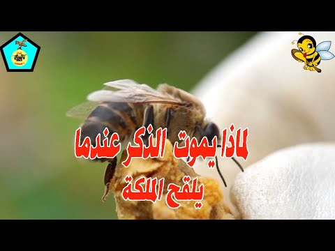 لماذا يموت الذكر بعد تلقيح الملكة