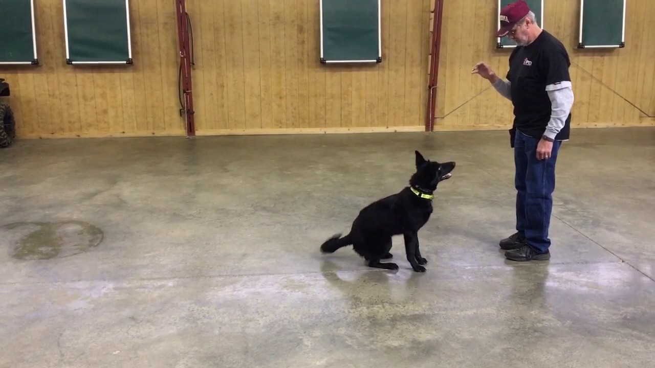 video phone beyonce mp3 Black German Shepherd 