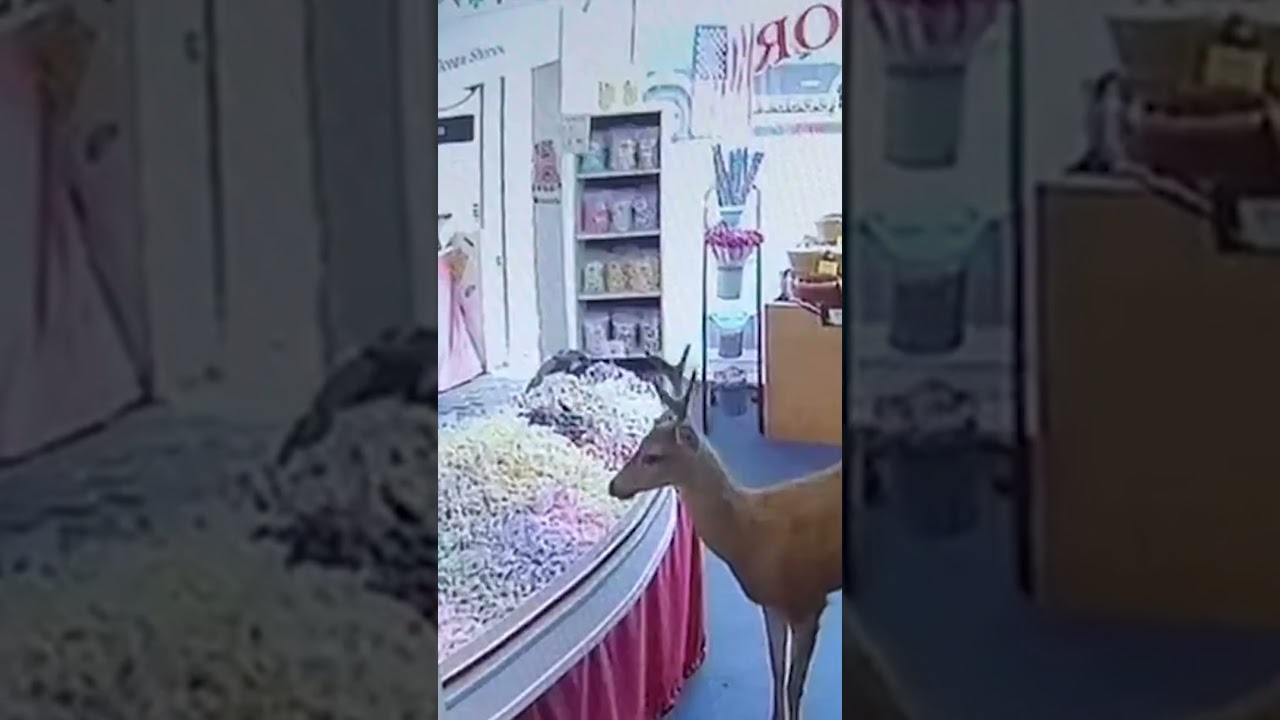 Curious deer strolls into candy store attracted by candy smell #Shorts