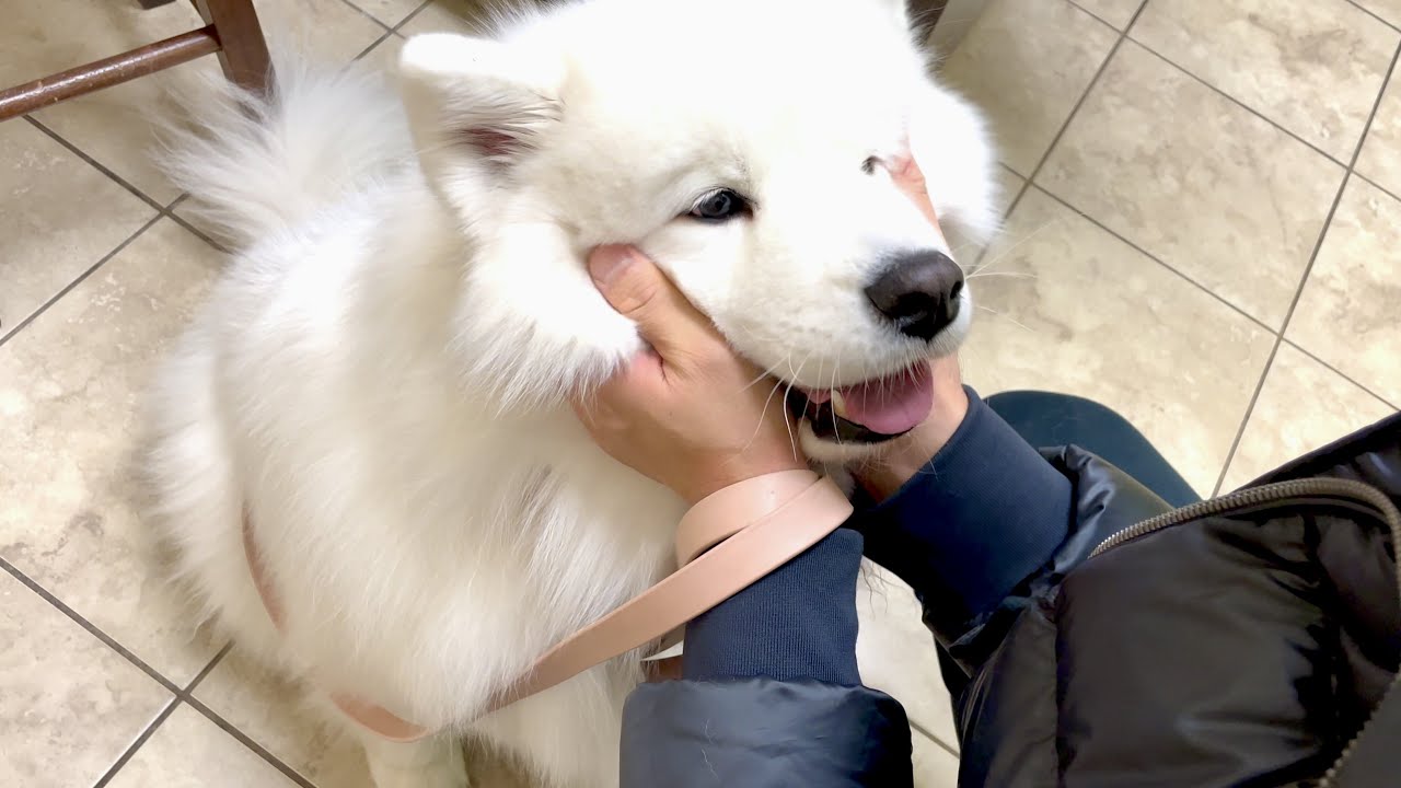 ⁣My dog visits a vet and heads into a surgery room, unexpectedly