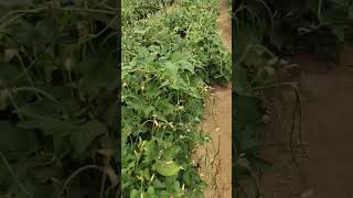Cowpea//Field//Farm//Vegetable//Agriculture