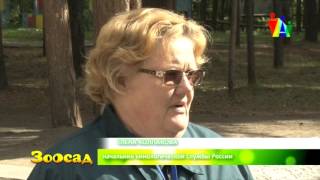 Собаки-спасатели: кого берут на службу в МЧС и полицию Собаки-спасатели: кого берут на службу в МЧС и полицию