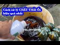 ( Phần 1 ) Cách Ủ Men Vi Sinh Để Tạo Màu Nước, Xử Lý Chất Thải Đáy Cho Ao Nuôi Ốc Bươu Đen, Ốc Nhồi