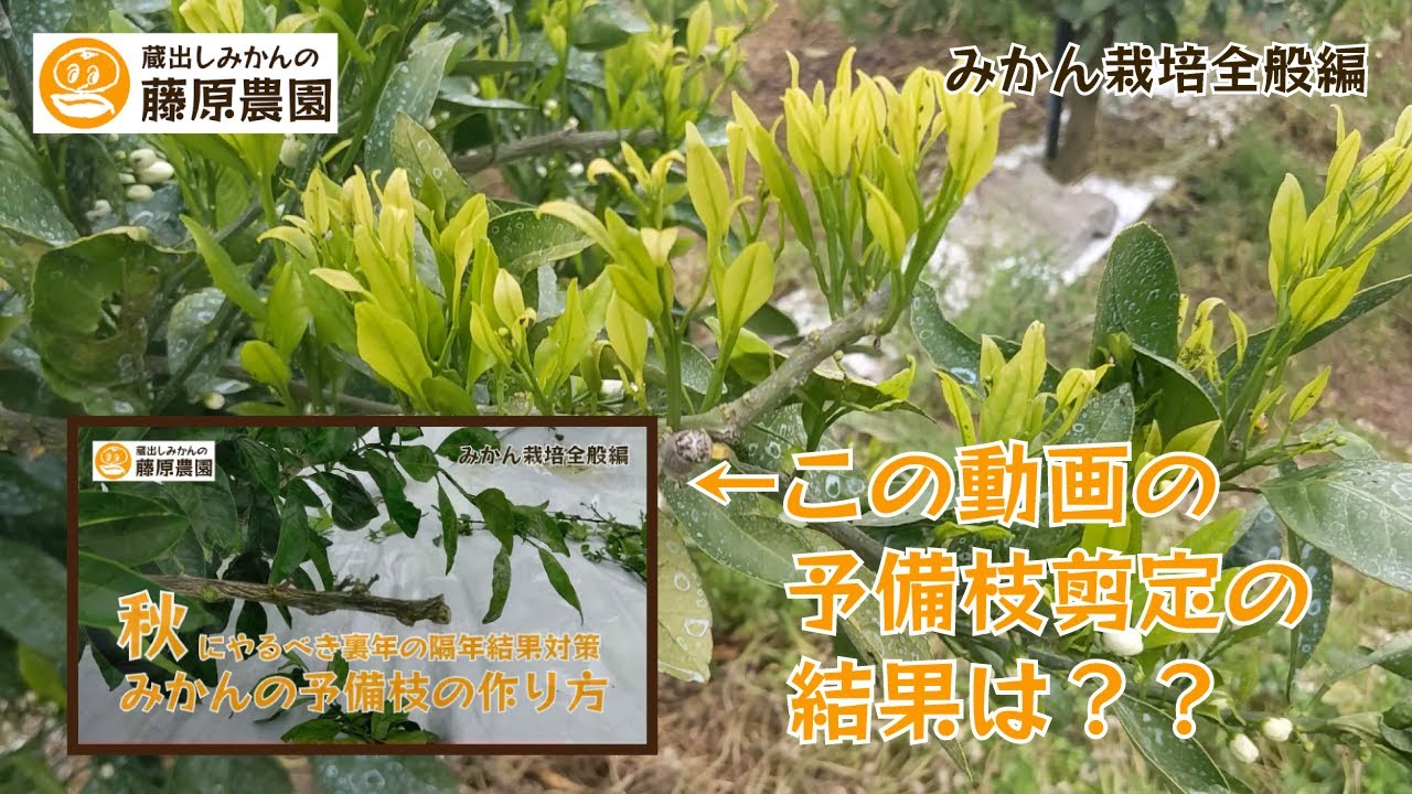 みかんの予備枝作りの結果観察～昨秋の予備枝剪定の結果を確認