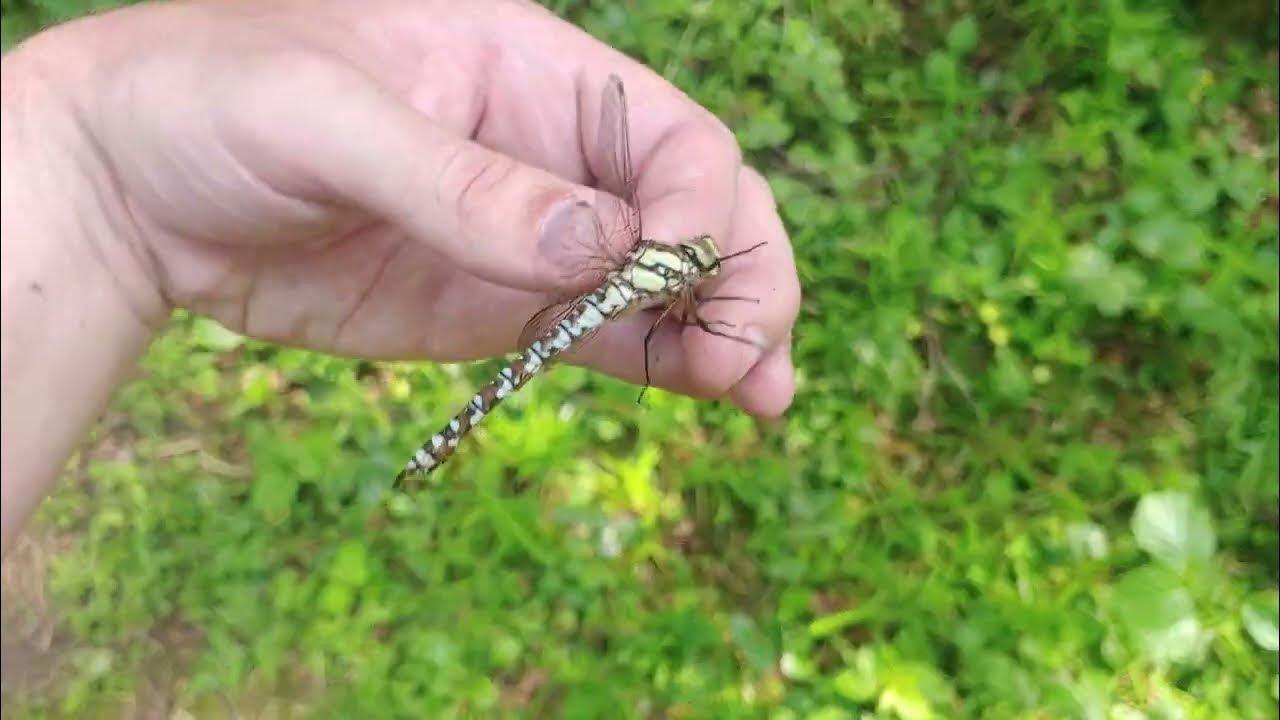 коромысло старинное. коромысло с ведрами. деревянные ведра с коромыслом. коромысле видео. коромысло с ведрами.