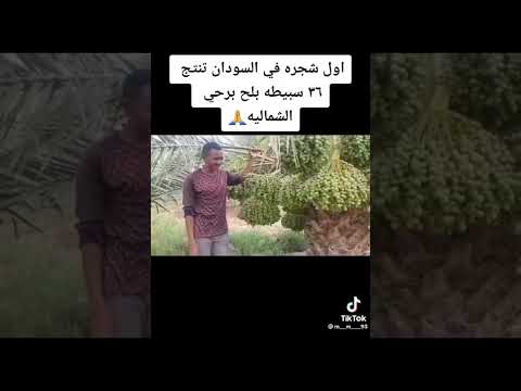 إنتاج نخلة البرحي في السودان 36عذق تفوقت على نخلة البرحي في تايلند 22عذق