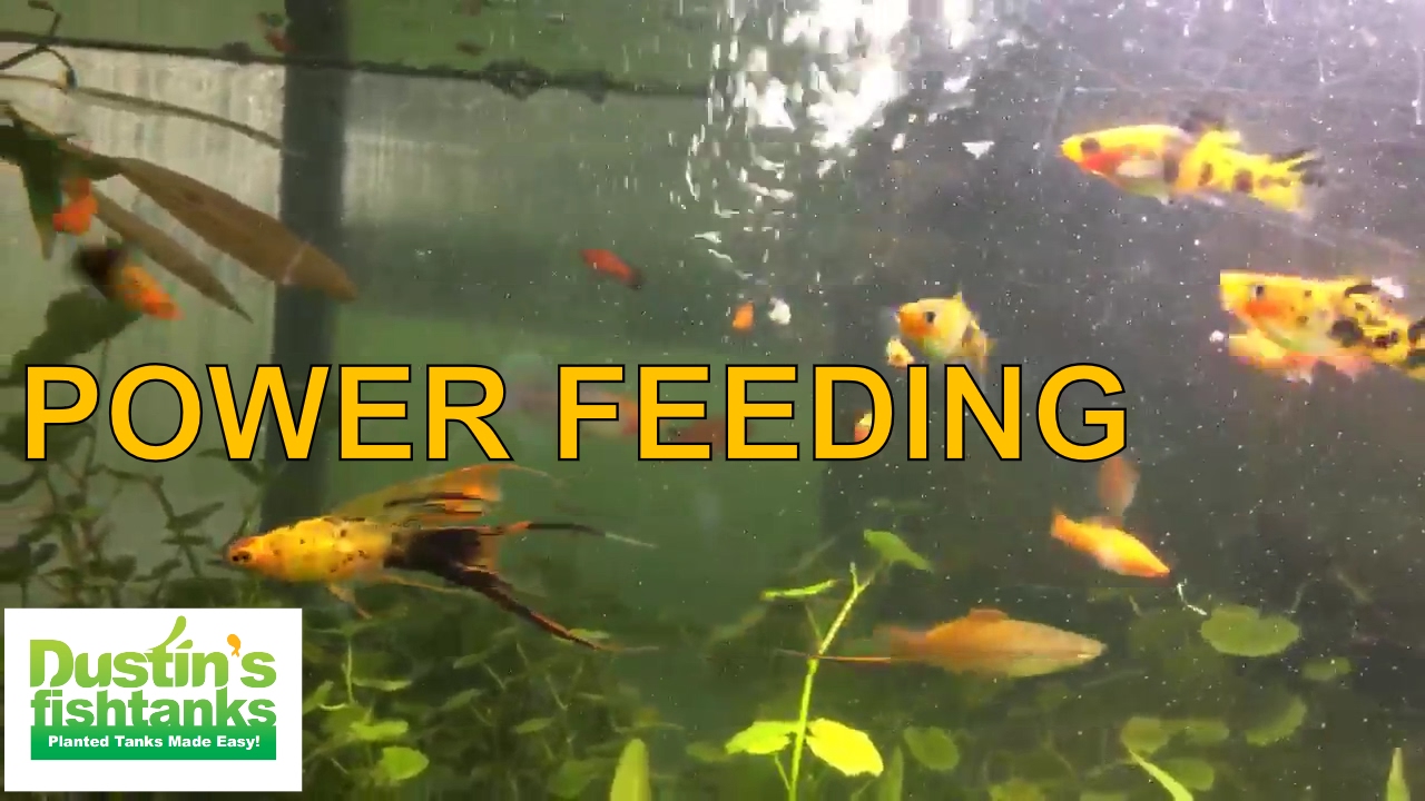 feeding tropical fish