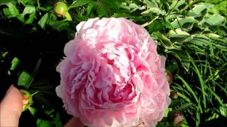 🌹❀My beautiful pink peonies are blooming❀🌹
