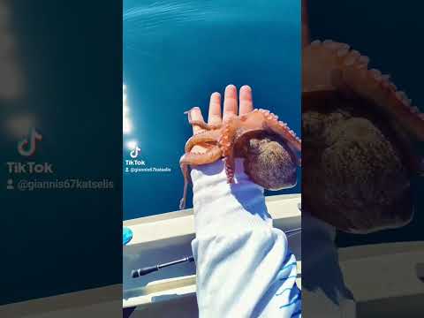 Μικρό χταπόδι