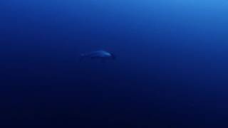 Diving with Hammerheads in Layang Layang