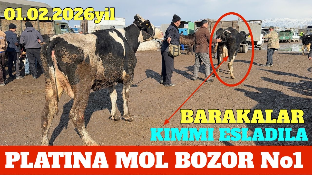 PLATINA MOL BOZOR BARAKALAR NARXLARI ZO'R BO'LDI. YOQSA LIKE KAMENT BEMALOL YOZILA