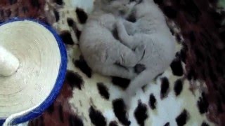 Шотландские вислоухие котята Шотландские вислоухие котята