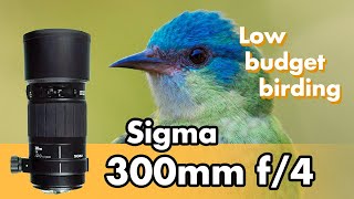 Birding with Sigma 300mm F4 on m4\/3