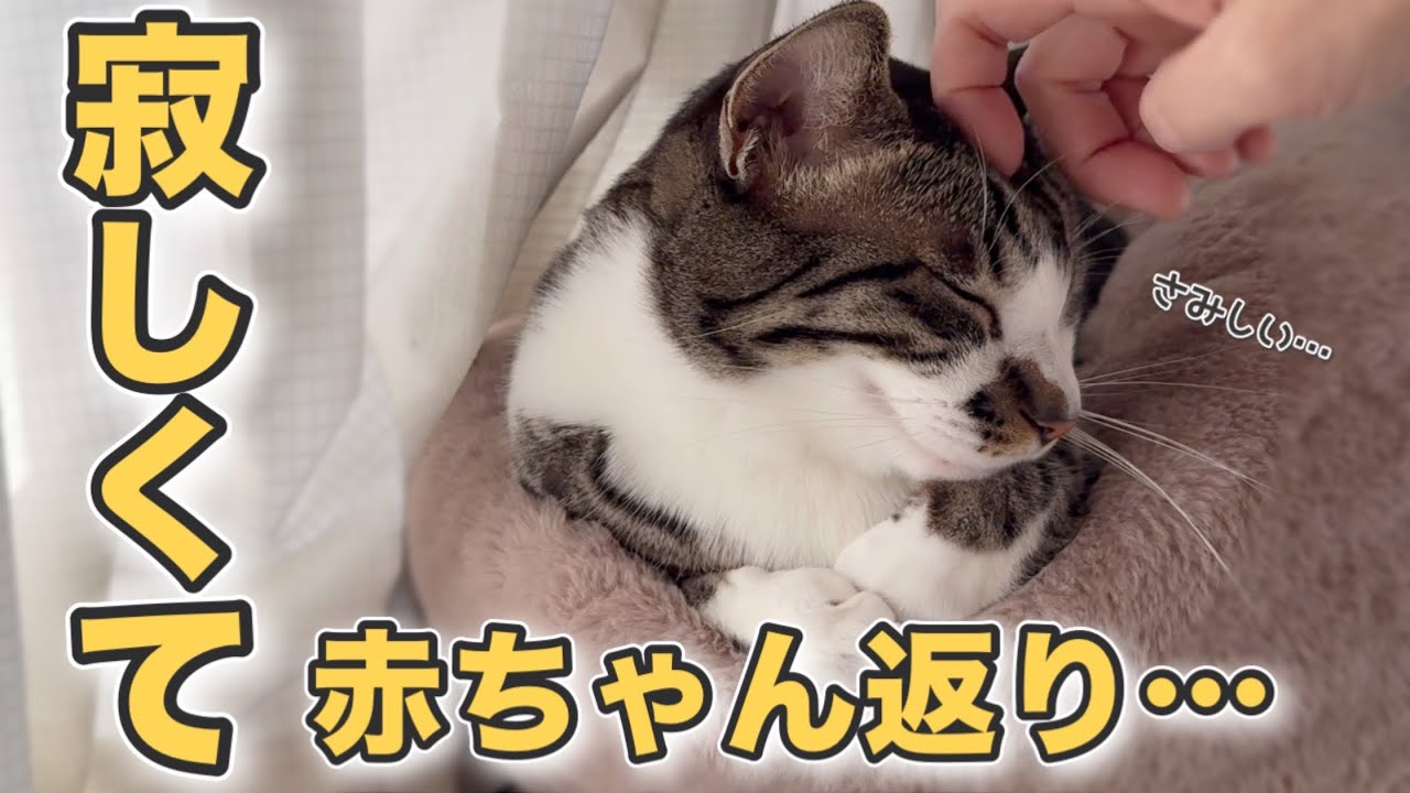 大好きな次女がいない！寂しくてふみふみを始めた猫とベテランパン職人