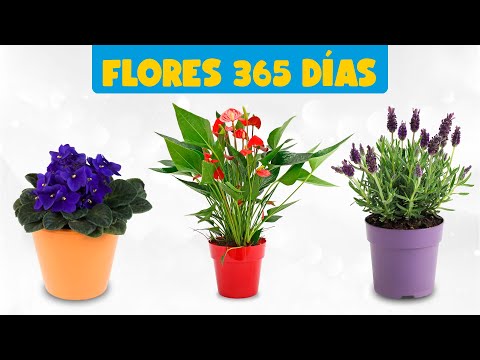 Video: Floricultura De Interior - Un Poco De Historia