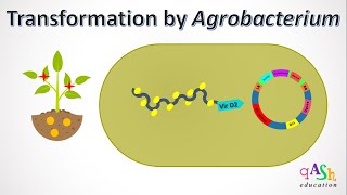 Transformation in Agrobacterium | Crown gall disease | Ti plasmid | T DNA transfer | Agrobacterium
