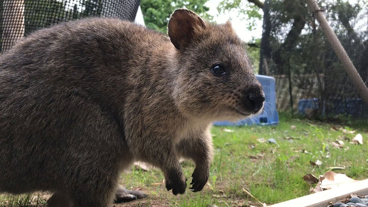 世界一幸せな動物 クオッカの笑顔のひみつ Youtube