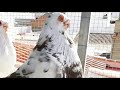 الحمام الغرناطي الإسباني. Pigeon granadino