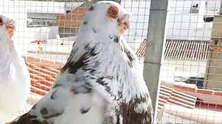 الحمام الغرناطي الإسباني. Pigeon granadino