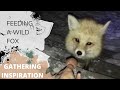 Hand feeding a wild fox!
