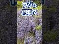 春にさく花(フジ)