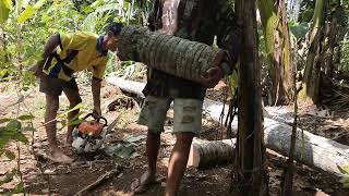 Tebang pohon kelapa bikin penglari panjang 720 di kaliwungu