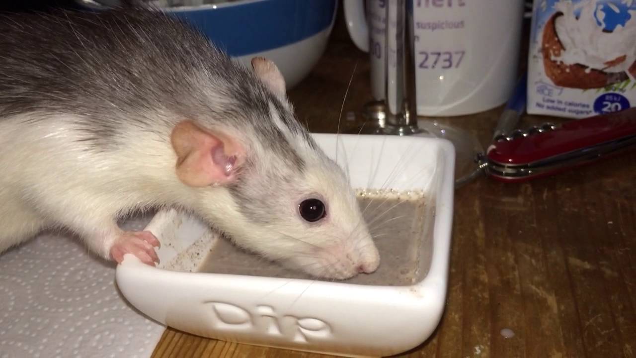 Do rats like Oreo shakes? YouTube