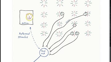 Face cells in visual cortex