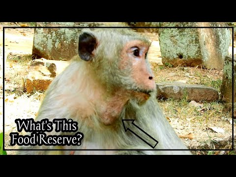 newborn monkey pet What's Food Reserve of Lusie Monkey,| Pity lusie Monkey her Always Lonely,
