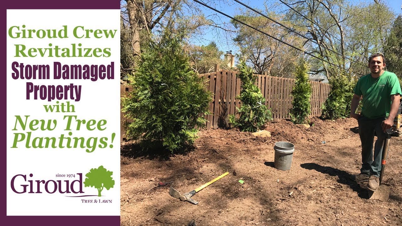 Planting New Trees after Massive Storm Damage - YouTube