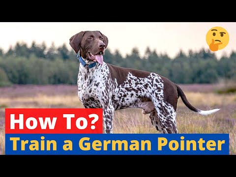 How to Train a German Shorthaired Pointer? ????