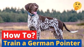 How to Train a German Shorthaired Pointer?
