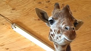 Live-stream of zoo giraffe birth shut down by YouTube for