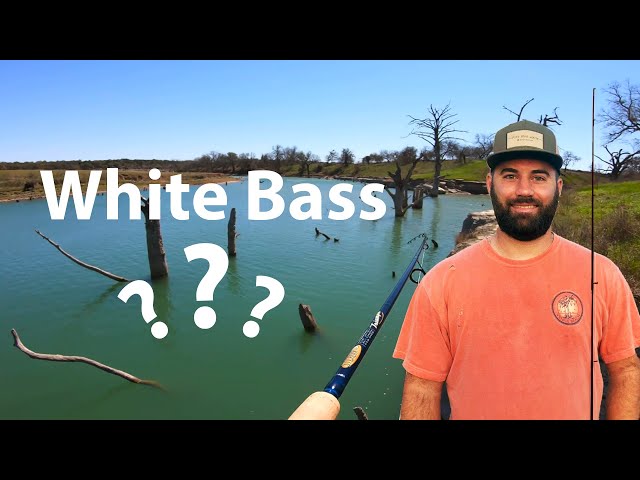 Searching for White Bass on the Guadalupe River!? 