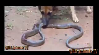 Giant Anaconda Attacks Crocodile The Most Incredile Animals Fight