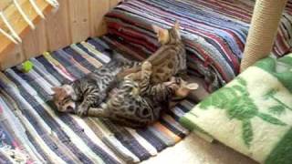 BENGAL KITTENS - Бенгальские котята из Санкт-Петербурга BENGAL KITTENS - Бенгальские котята из Санкт-Петербурга