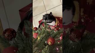 Cats Vs Christmas Shiro Edition #cat #cats #catlife #catvideos #shiro #keera #meowed #christmas